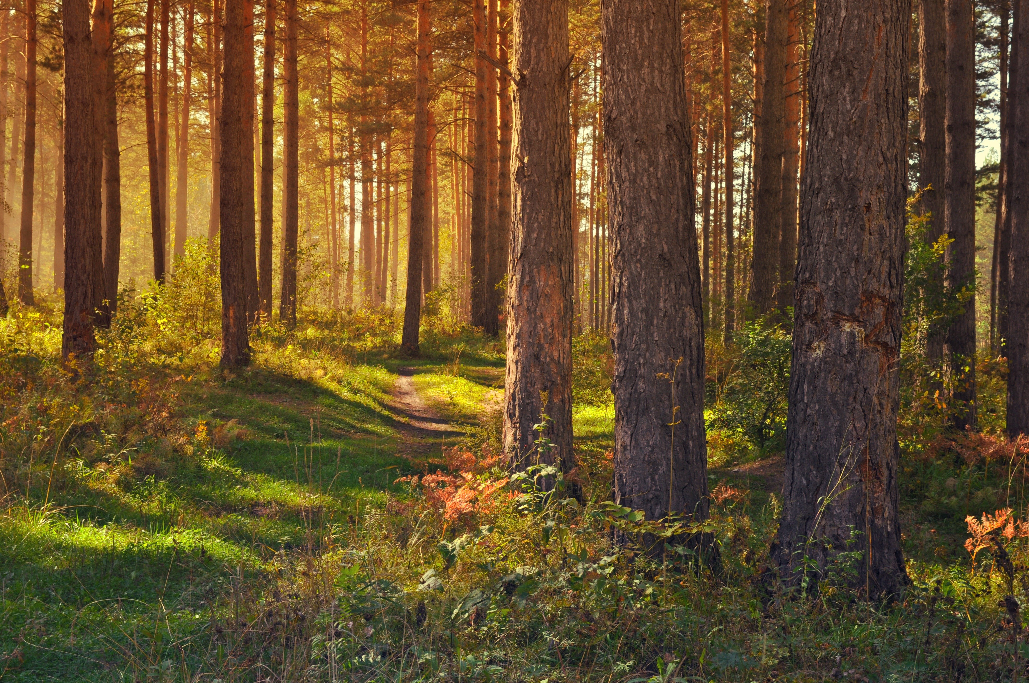 forest